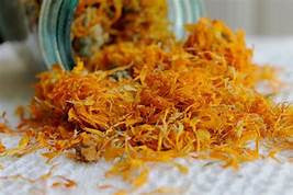 Calendula.jpg